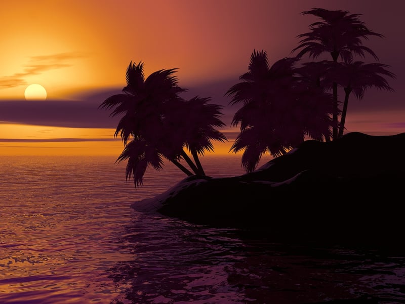 Tropical palm trees at sunset